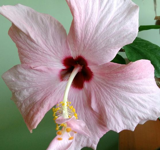 IMG_20160428_170358 - Hibiscus 2016