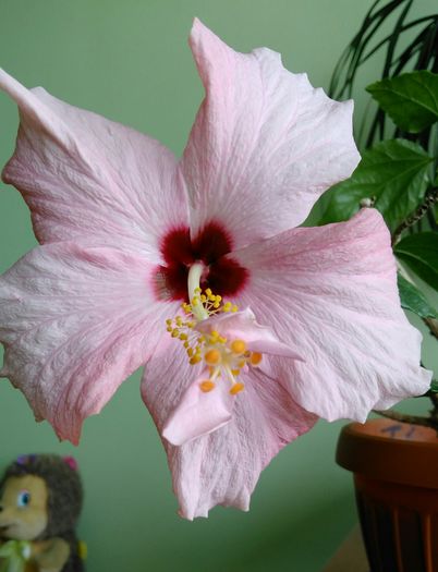 IMG_20160428_170419 - Hibiscus 2016