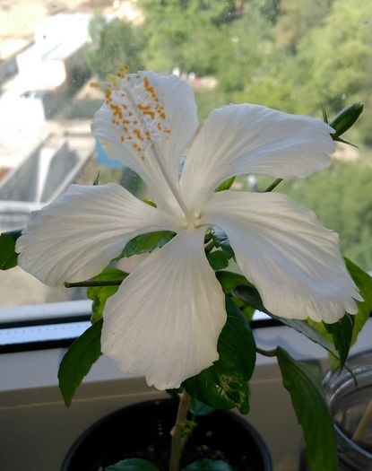 IMG_20160428_121558 - Hibiscus 2016