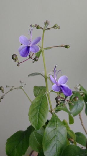 Clerodendron ugandese - Clerodendron ugandese 2016 - 2017