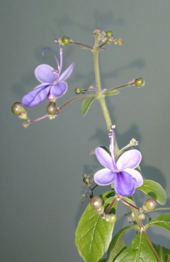 Clerodendron ugandese