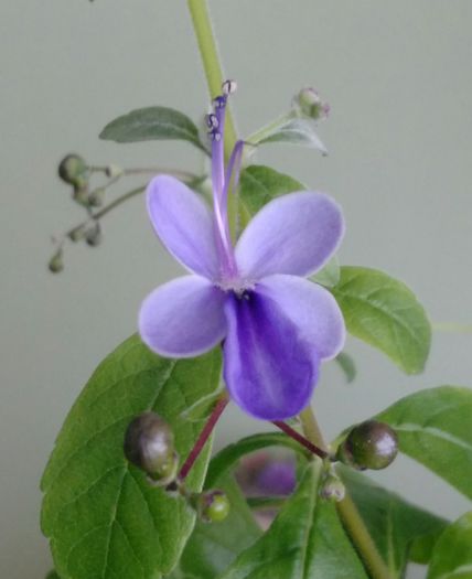 Clerodendron ugandese