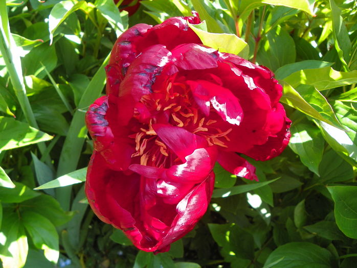 Buckeye Belle - Bujori 2016