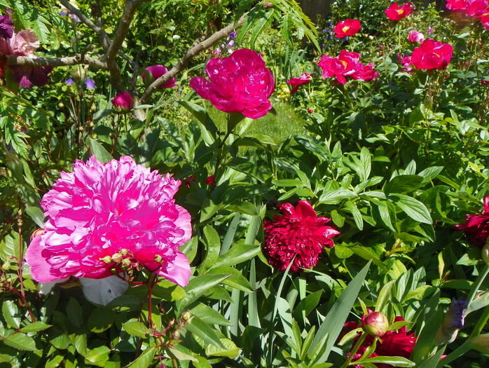 Edulis Superba si Red Charm - Bujori 2016