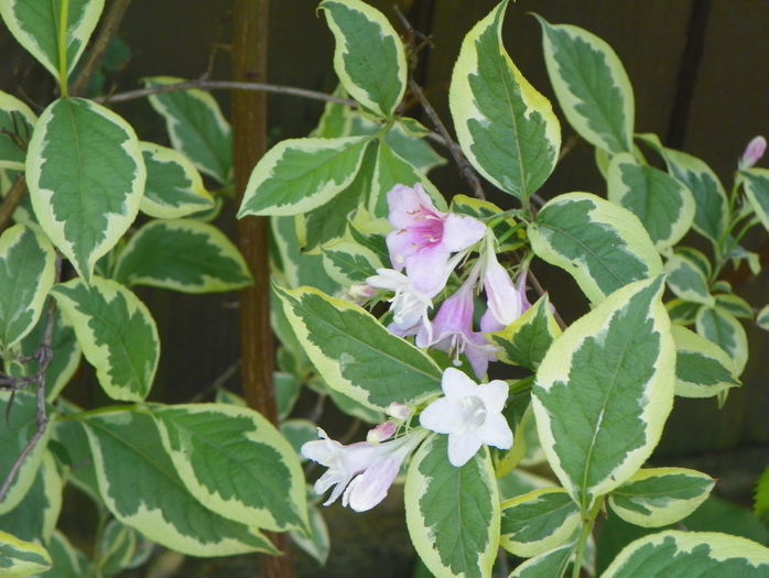 weigela florida variegata - Copacei si arbusti 2016