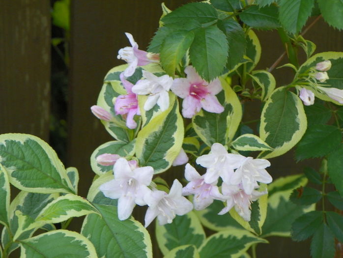 weigela florida variegata - Copacei si arbusti 2016