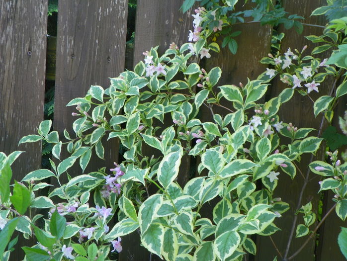 weigela florida variegata - Copacei si arbusti 2016