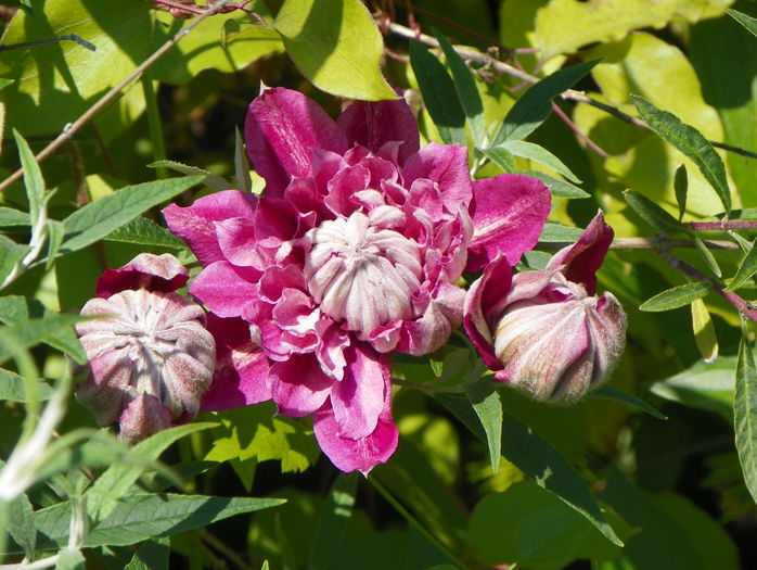 Patricia Ann Fretwell - Clematite 2016