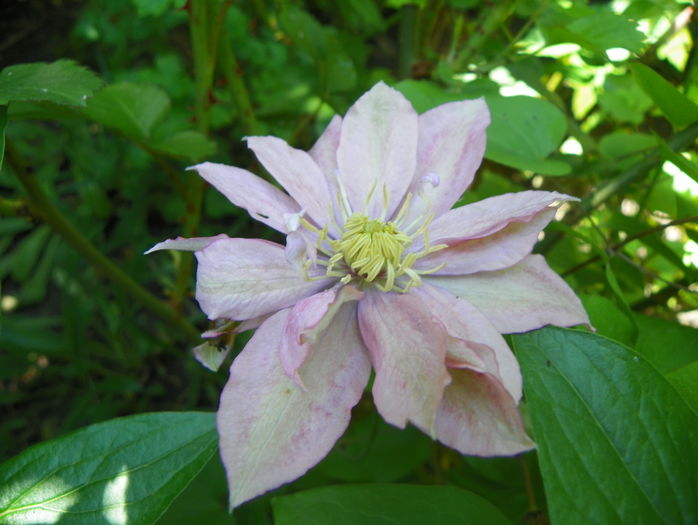 Little Mermaid - Clematite 2016