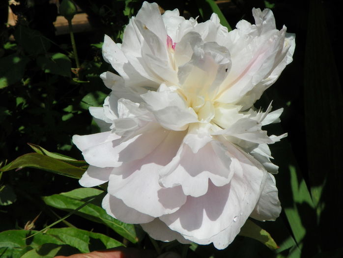 Blush Queen - Bujori 2016