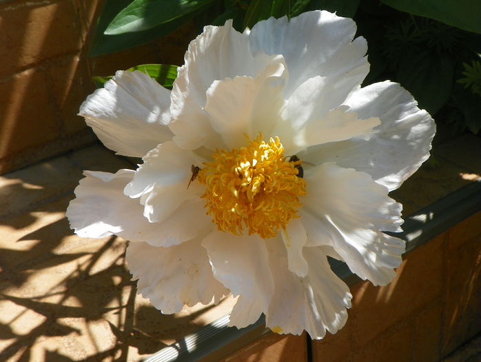 Krinkled White - Bujori 2016