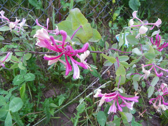 lonicera Belgica