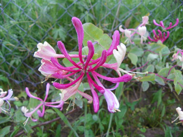 lonicera Belgica - z-Dobarland 2016