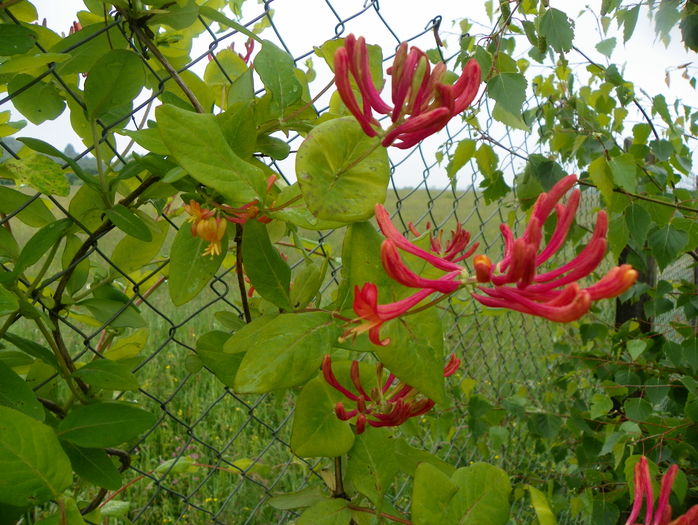 lonicera American Beauty - z-Dobarland 2016