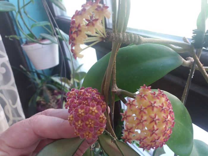 20160528_160448 - hoya infloriri