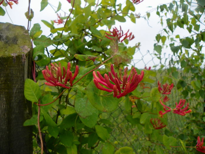 lonicera American Beauty - z-Dobarland 2016