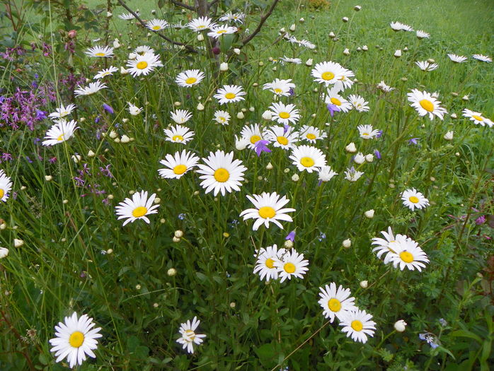 margarete - z-Dobarland 2016