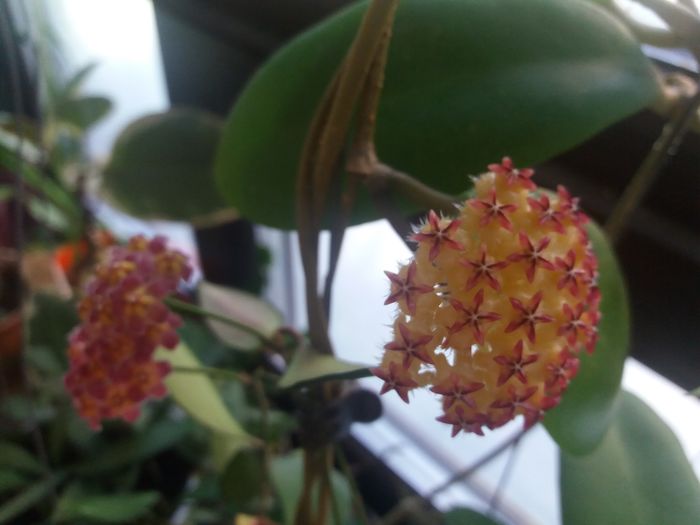 20160528_160141 - hoya infloriri