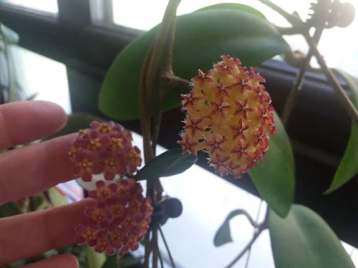 20160528_160200 - hoya infloriri