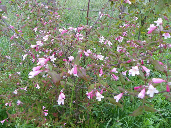 kolkwitzia Pink Cloud - z-Dobarland 2016