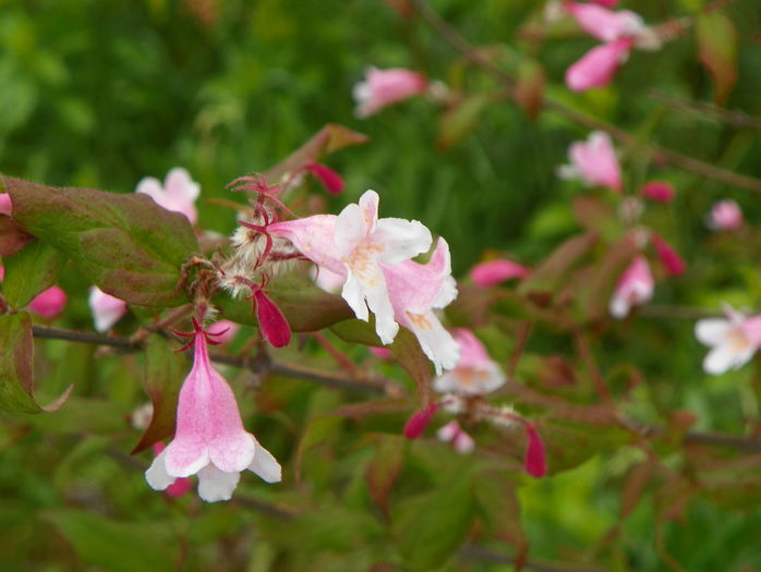 kolkwitzia Pink Cloud - z-Dobarland 2016