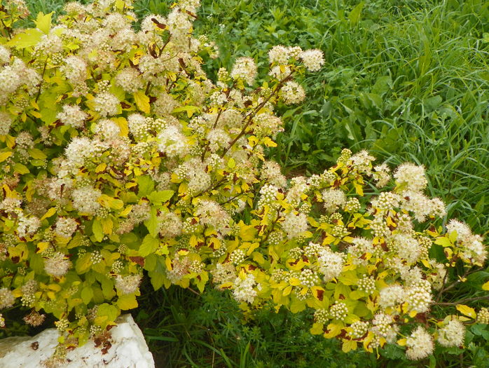 physocarpus Dart's Gold