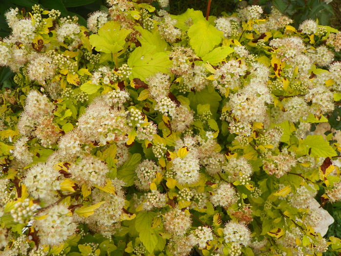 physocarpus Dart's Gold - z-Dobarland 2016