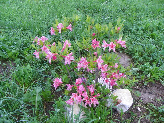 azalea Chanel - z-Dobarland 2016