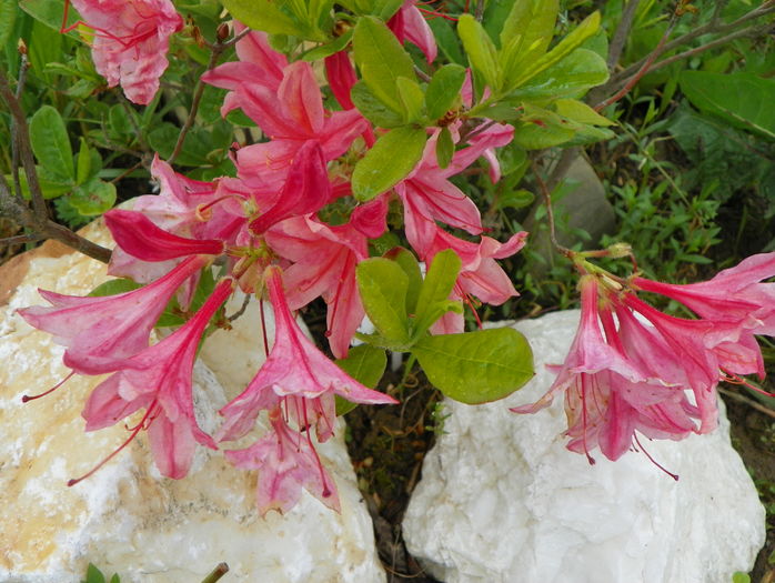 azalea Chanel - z-Dobarland 2016