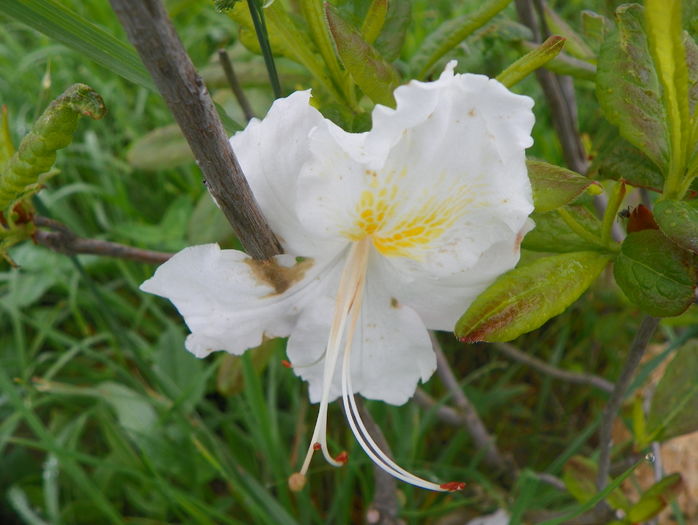 azalea Schneegold