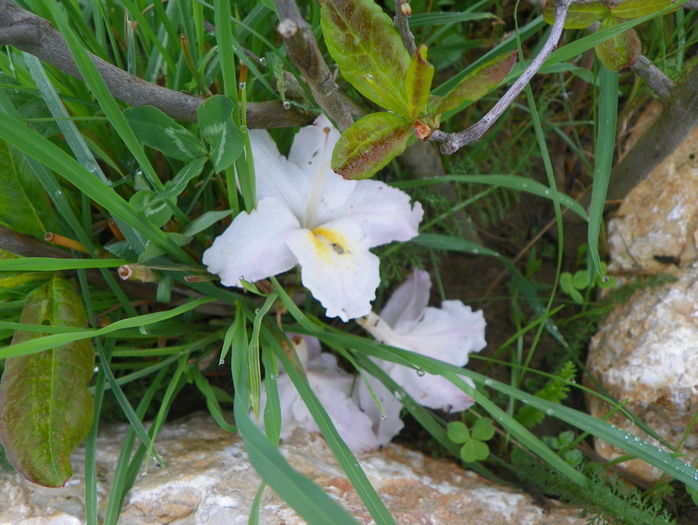 azalea Schneegold