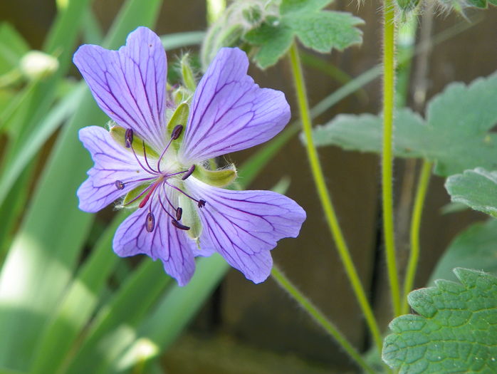 Philippe Vapelle - Geranium 2016