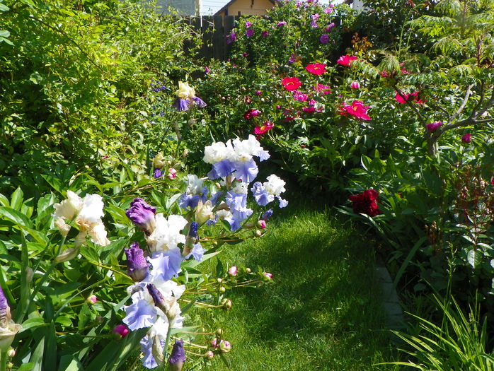 28 mai (48) - Gradina 2016
