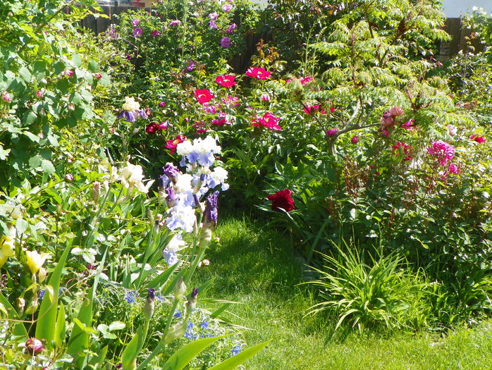 28 mai (91) - Gradina 2016
