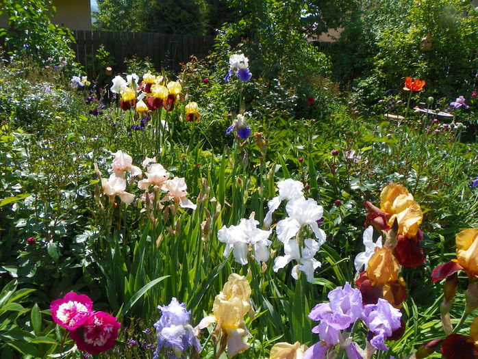 28 mai (244) - Gradina 2016