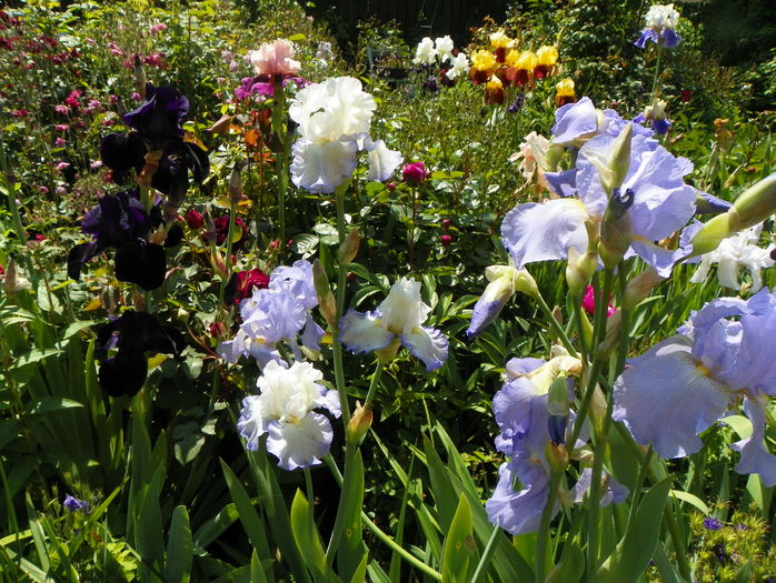 28 mai (97)
