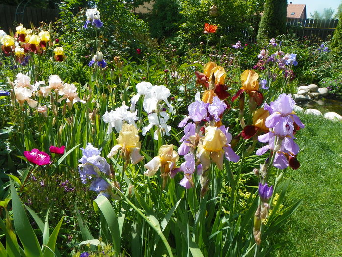 28 mai (99)