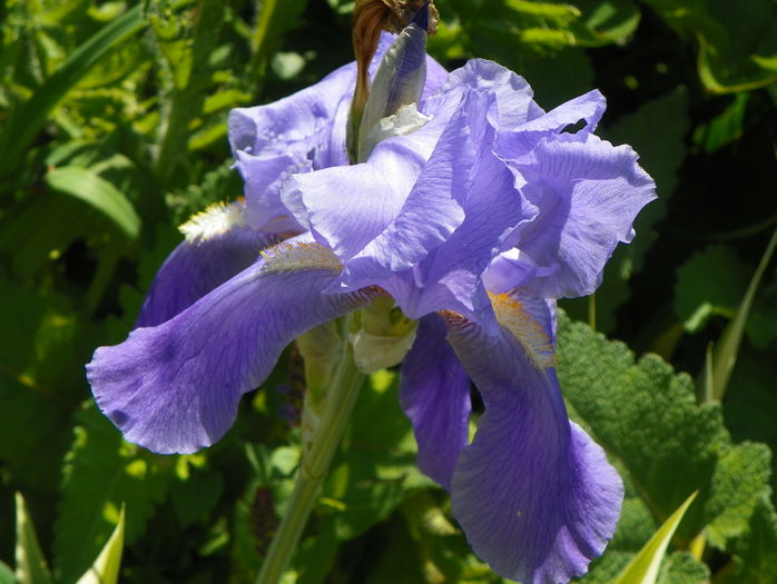 pallida variegata