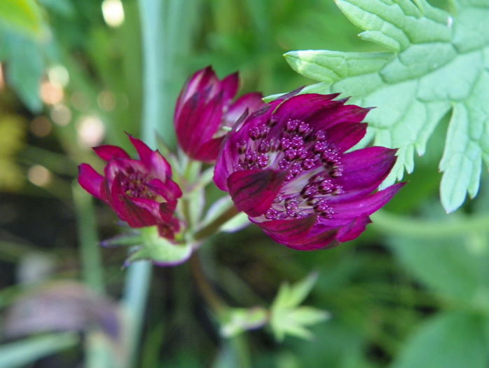 astrantia Venice