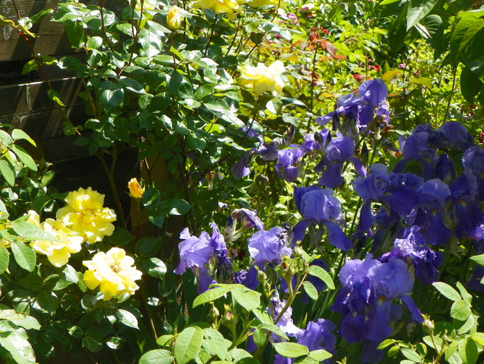 28 mai (196) - Frumoasa luna mai