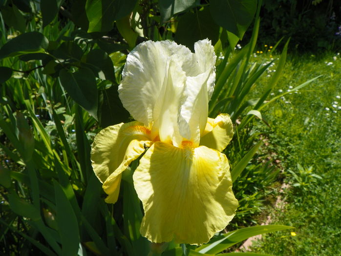 Glacier Gold