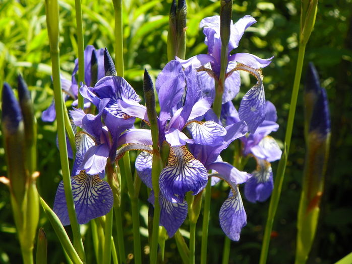 sibirica Blue King