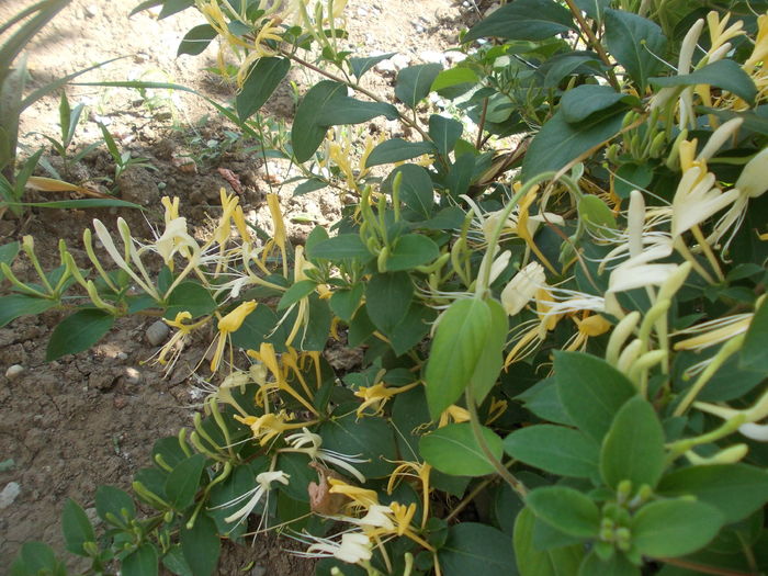 lonicera