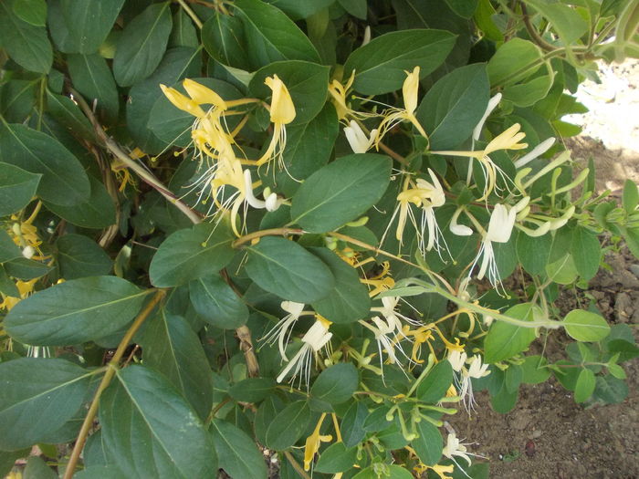 lonicera - lonicera