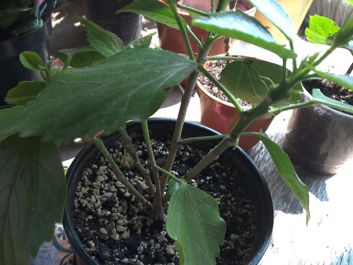 Hibi dubli rosu, galben , ciclam,galben cu roz