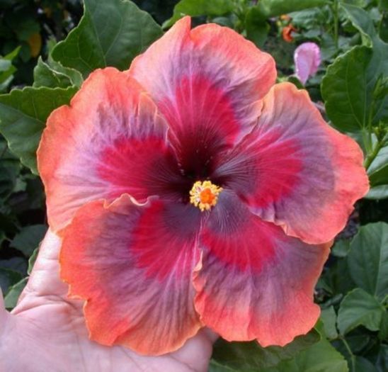$_12 (3) - hibiscus din seminte