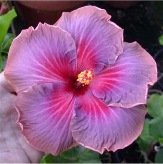 $_12 - hibiscus din seminte