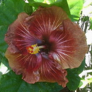 Moorea Carmen Brown - hibiscus din seminte
