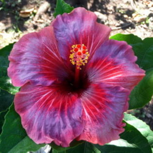 OMMA Learning To Fly - hibiscus din seminte