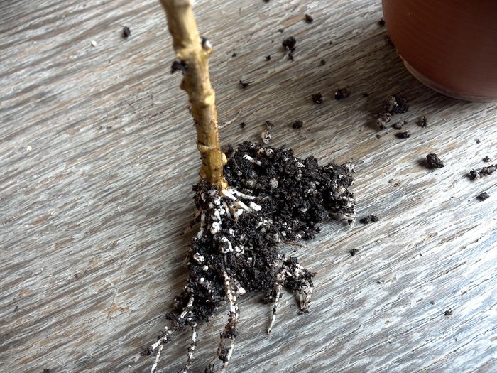 dupa 5 saptamani cu hormon